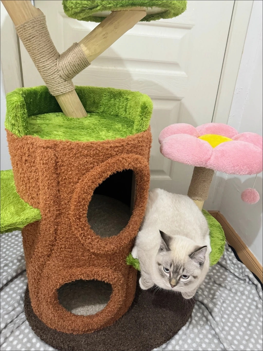 Zelda Katzen Kratzbaum TKXian