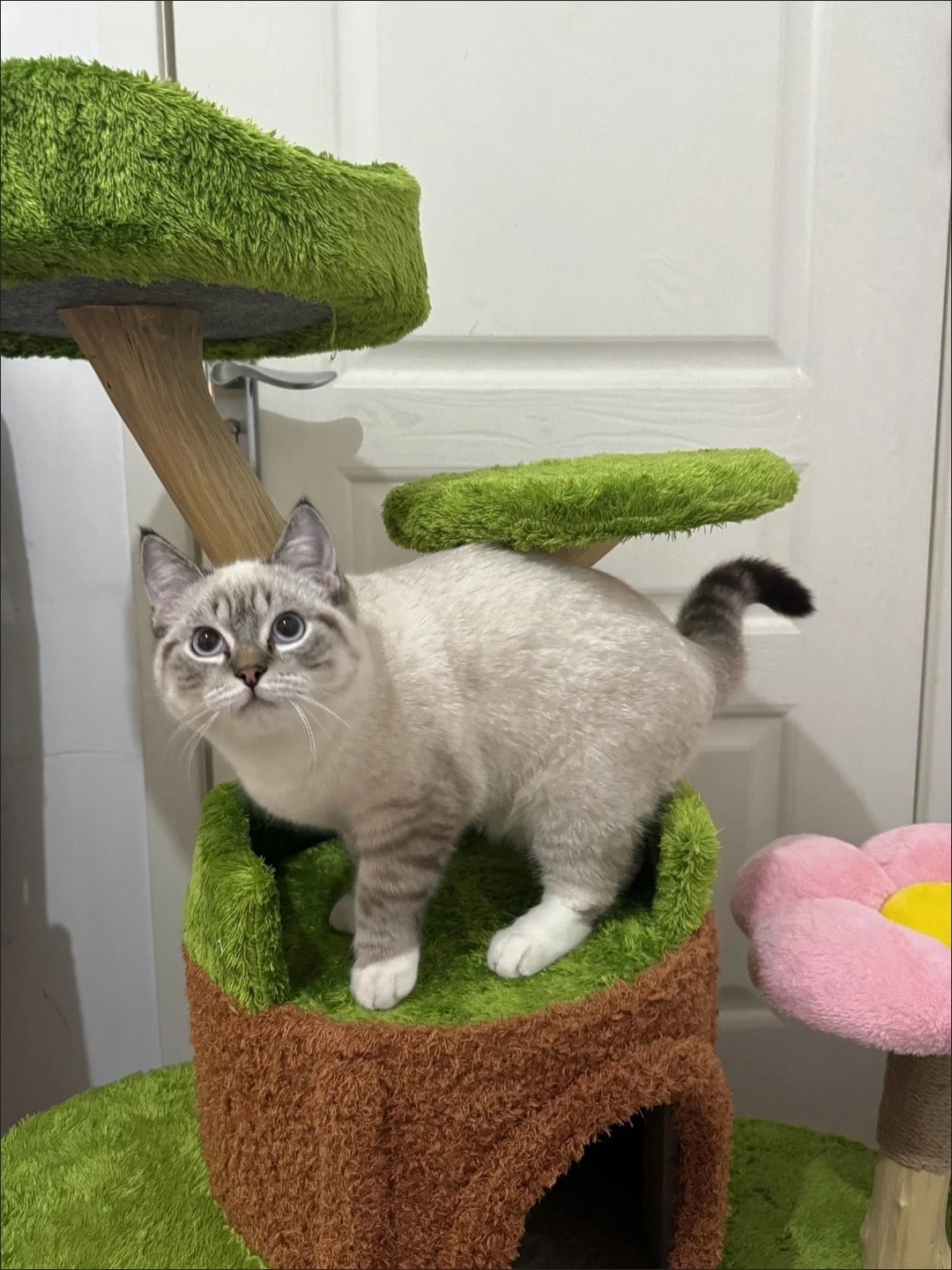 Zelda Katzen Kratzbaum TKXian