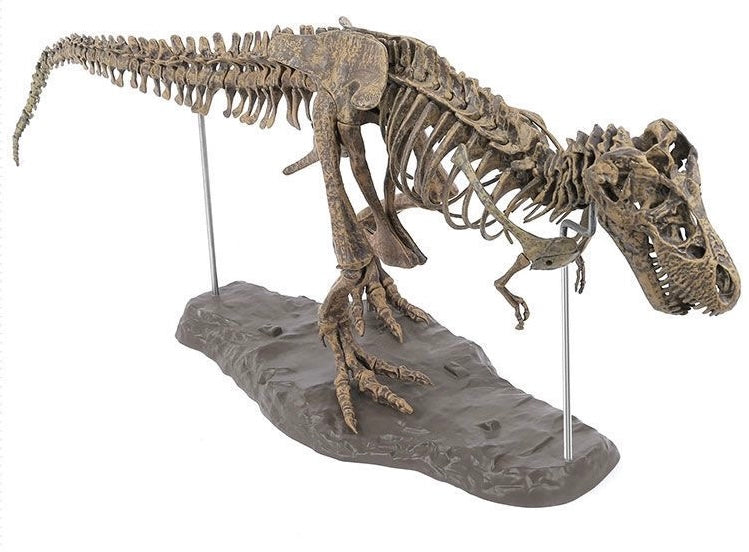 T-Rex XL Tyrannosaurus Rex Skelett 70cm Bauset mit Standfuß - TKXian
