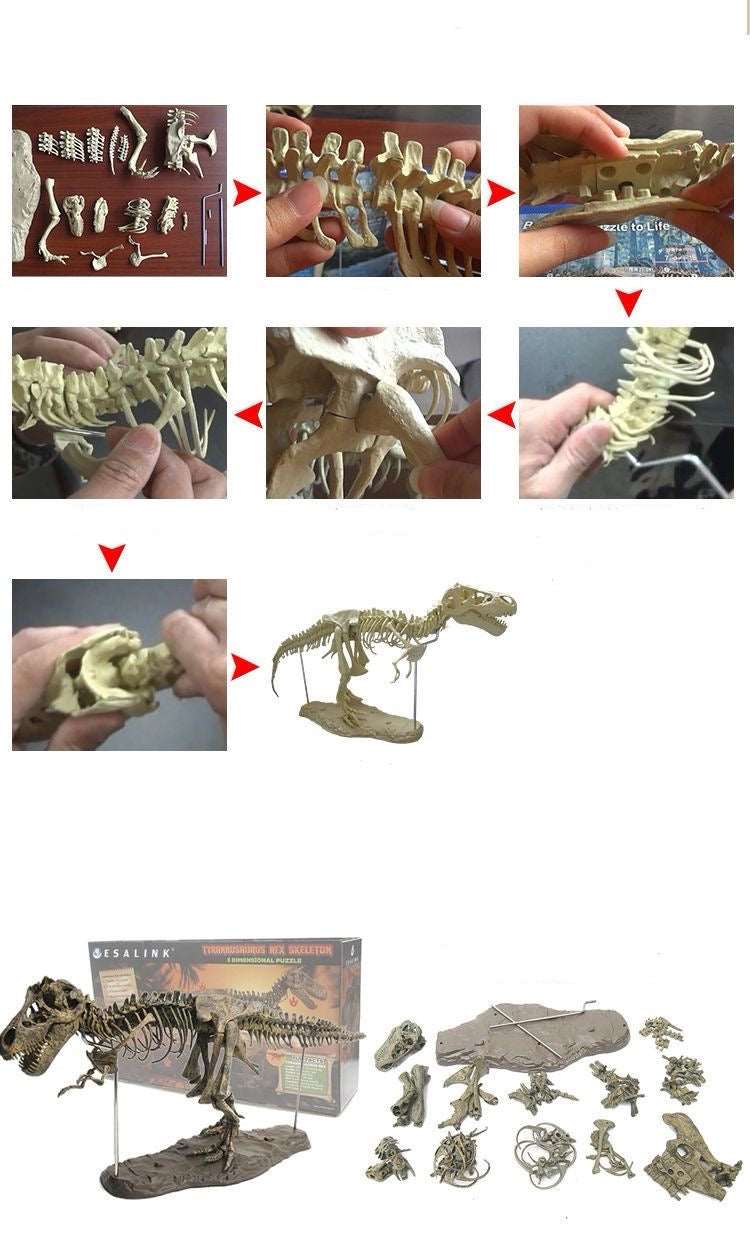 T-Rex XL Tyrannosaurus Rex Skelett 70cm Bauset mit Standfuß - TKXian